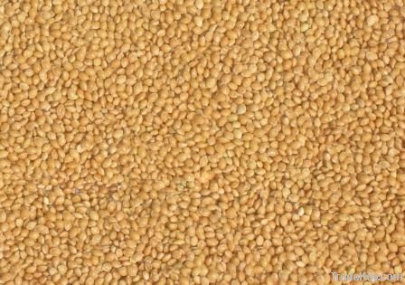 Yellow millet