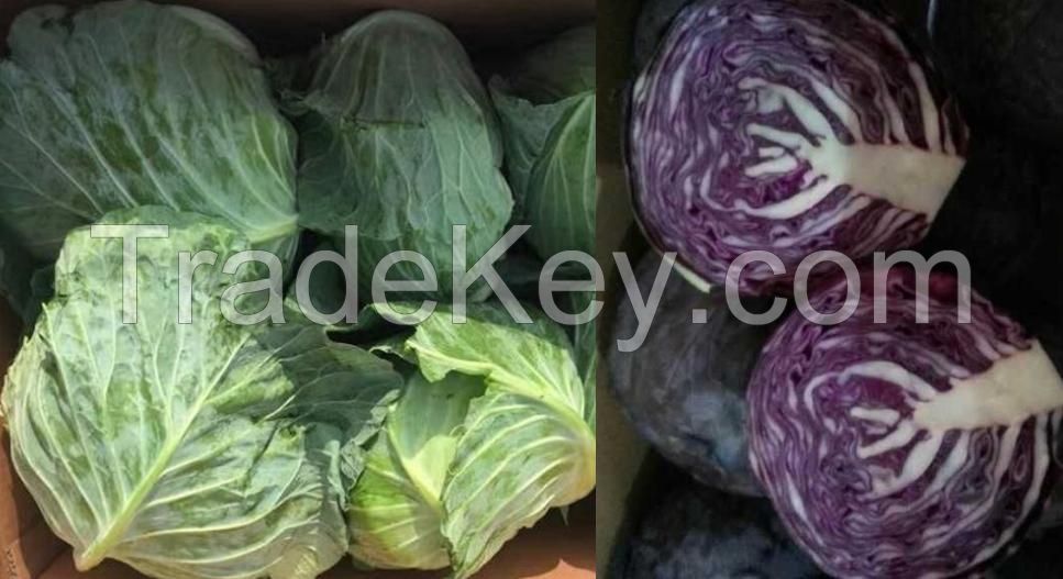 fresh cabbage