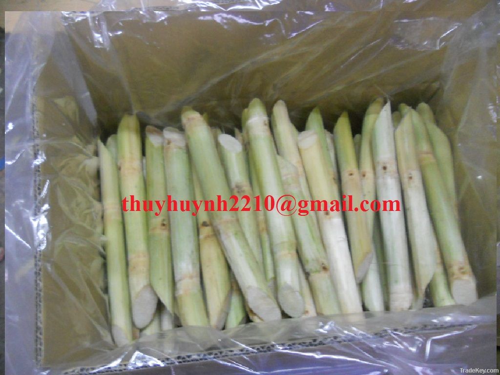 sugar cane