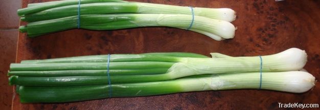 Fresh Egyptian Spring Onion