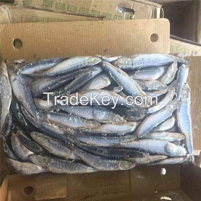 Frozen Sardine Fish