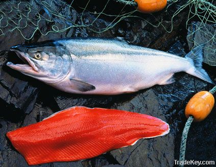 canadian wild salmon