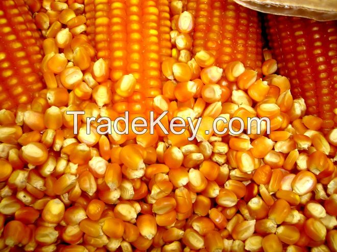 NON GMO Dried Yellow Corn