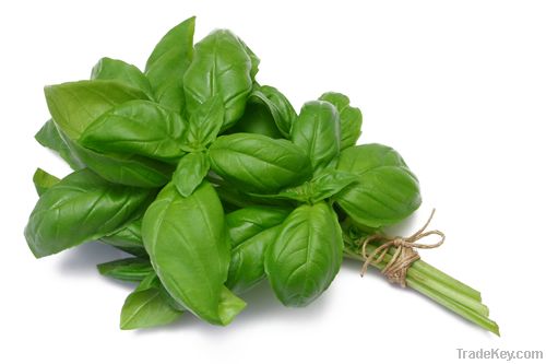 basil leaf