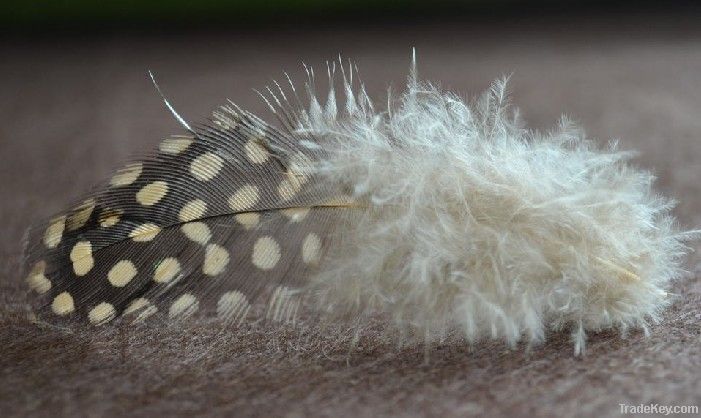 pheasant feather, hen narrow collared pheasant feather