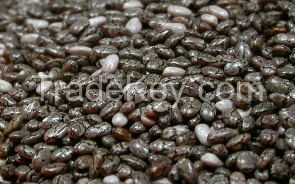 Chai seed