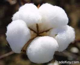 Raw Cotton