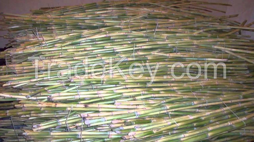 sugar cane