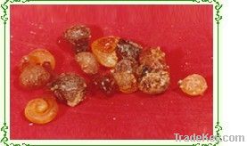 Gum Arabic