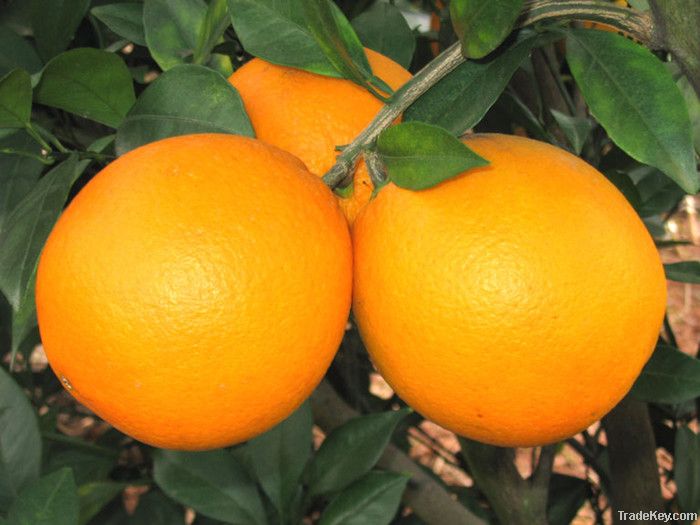 fresh navel orange fruit