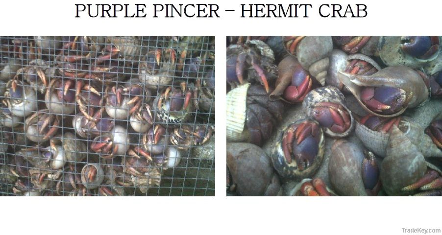 Hermit Crab