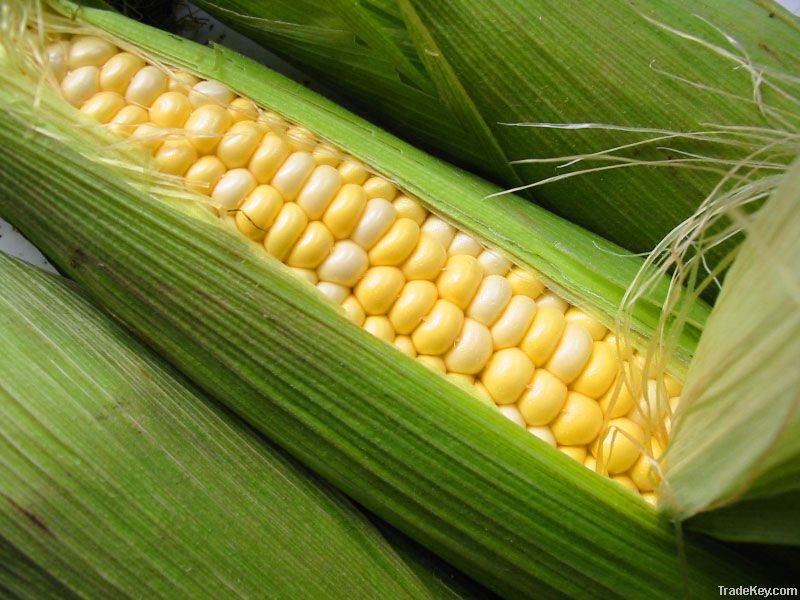 We sell  Corn (Forward Contract)