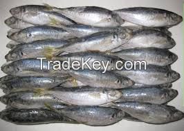 horse mackerel, tilapia, sardine, Frozen Seafood , Horse Mackerel, Salmon, Shrimp, Skipjack Tuna