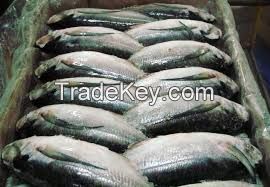 Frozen Horse Mackerel W/R, Sardine, Shrimp, Tilapia Fish (Frozen W/R), Stock Fish, Spanish Mackerel Fish