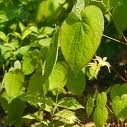 Epimedium Leaf