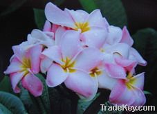 Plumeria cutting