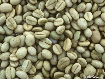  Export Arabica Coffee Beans | Arabica Coffee Bean Importer | Arabica Coffee Beans Buyer | Buy Arabica Coffee Beans | Arabica Coffee Bean Wholesaler | Arabica Coffee Bean Manufacturer | Best Arabica Coffee Bean Exporter | Low Price Arabica Coffee Beans | 