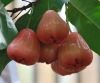 Fresh Wax Apples from Taiwan