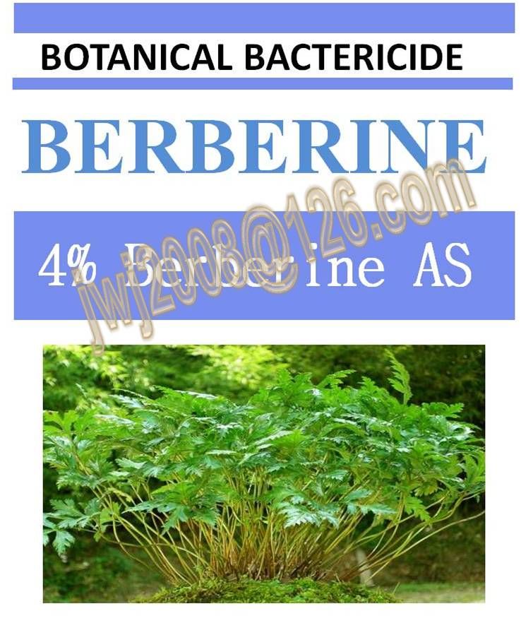 4% Berberine AS