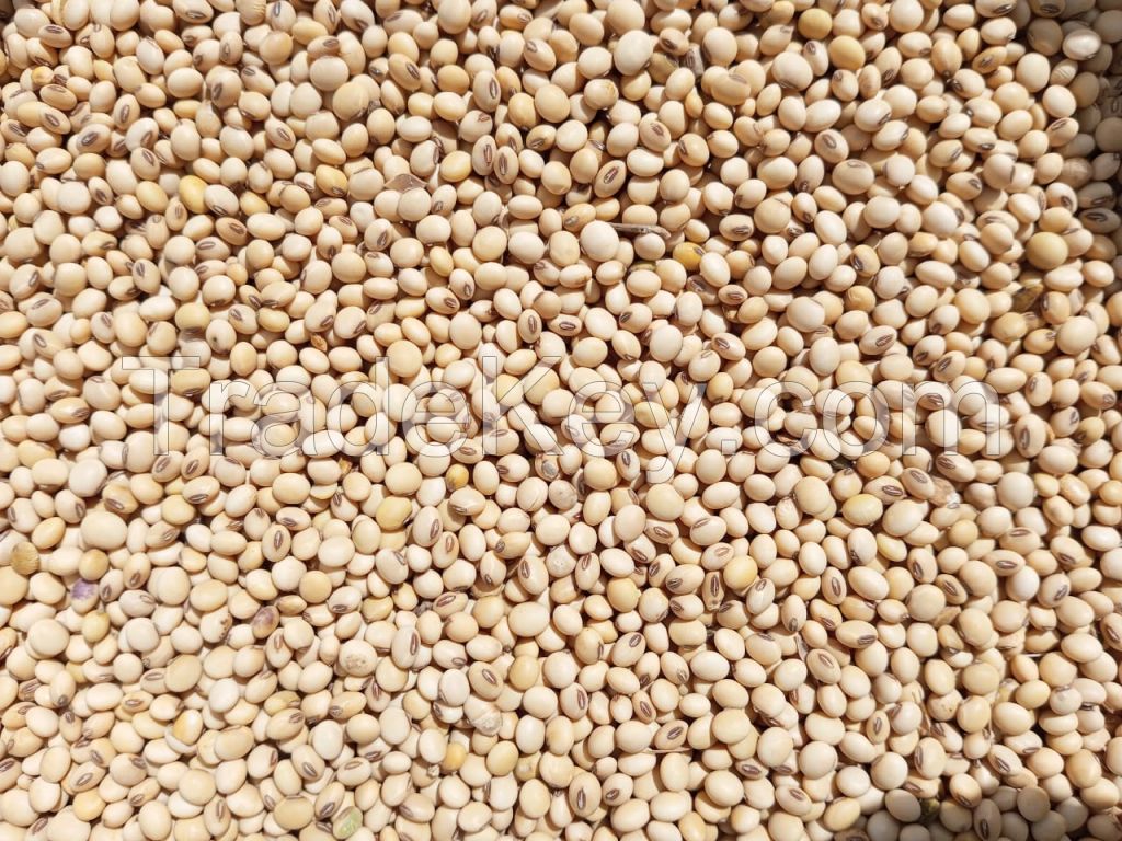 Soya beans. 