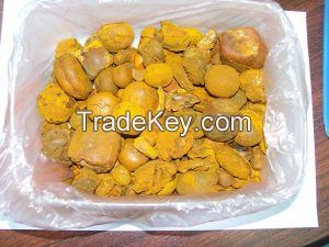 Gallstones Cow Ox Cattle Gallstones