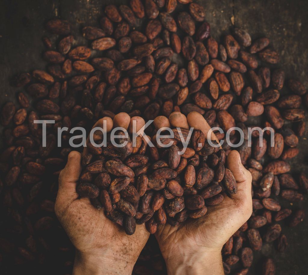 Cocoa Beans Cacao Beans