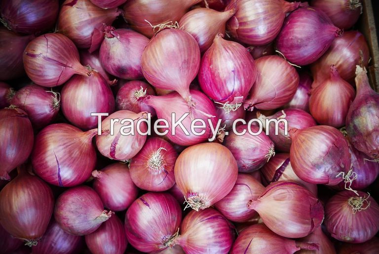 Fresh Onions Red White High Quality Onions