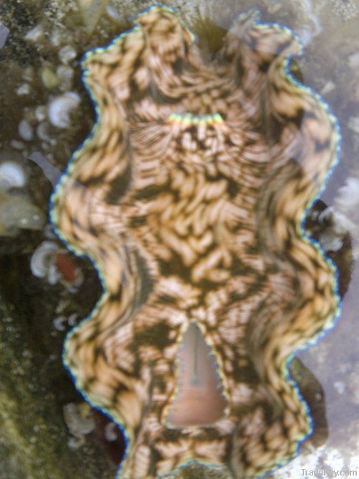 Cultured Giant Clam