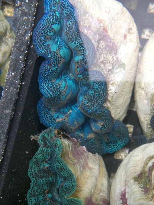 Cultured Giant Clam