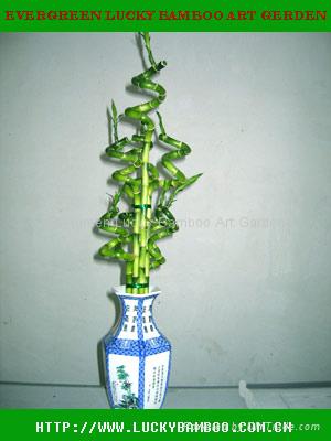 Sell lucky bamboo