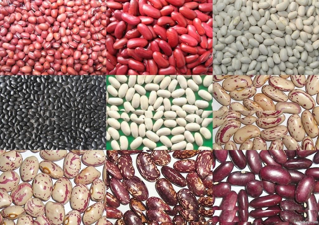 Black kidney beans, red kidney beans, white kidney beans