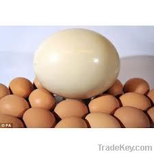 ostrich eggs