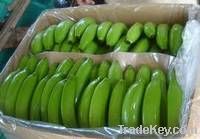 Cavendish Bananas