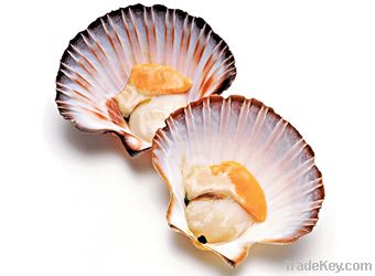 Sea Scallops