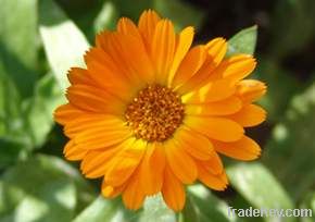 Marigold Extract