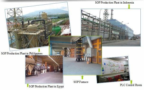 SOP Production Line, SOP Plant