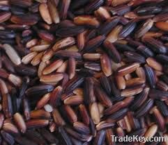 Thai Black Rice