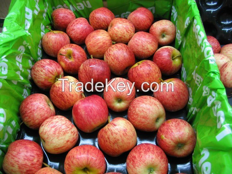 Fresh Red/Green apples, Royal Gala, Granny Smith, Golden Delicious, Pink Lady Exporters, growers