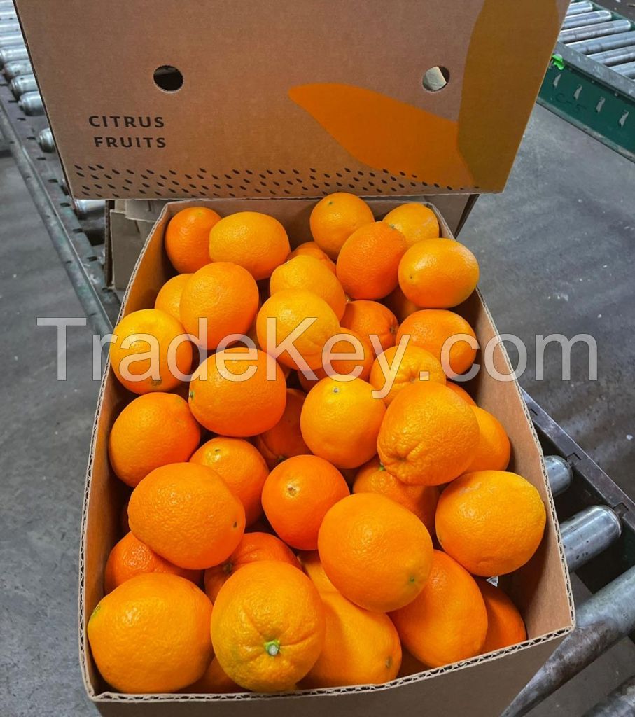 fresh valencia oranges - South Africa peak season