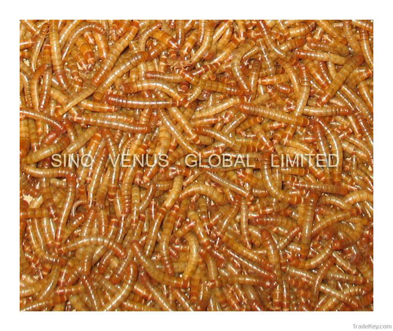 Wild Bird Food Dried Mealworms (SV-DM) bird feed