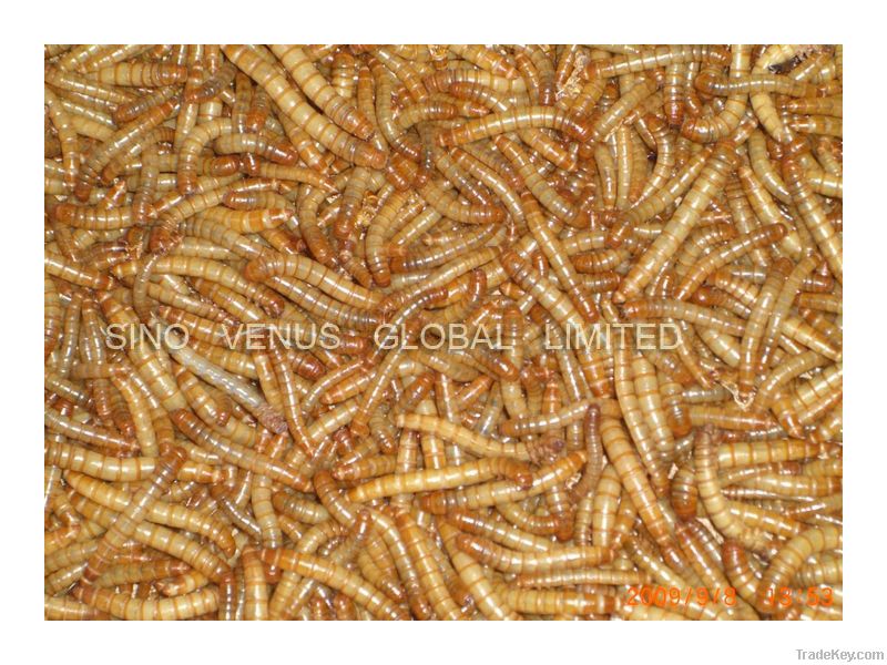 Microwave dried Natural Pet Food Mealworm