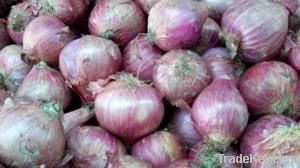 Fresh Onions