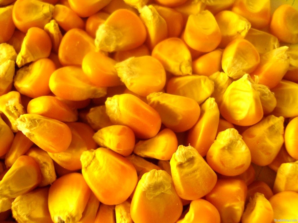 yellow corn