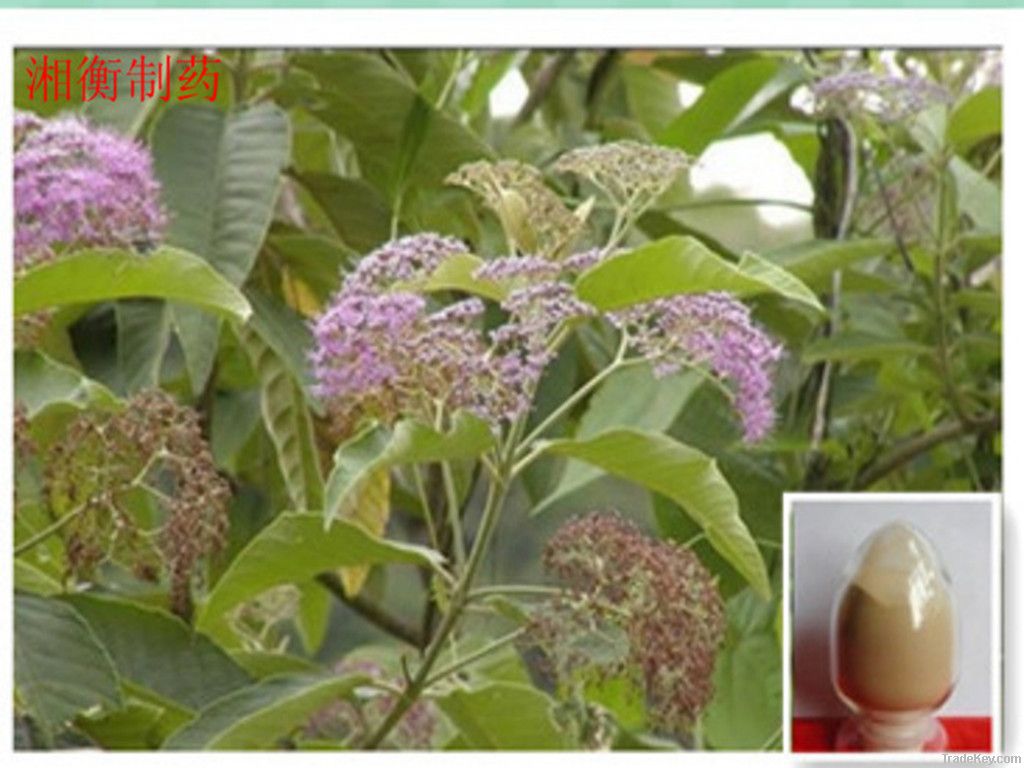 Callicarpa Nudiflora Dry Extract