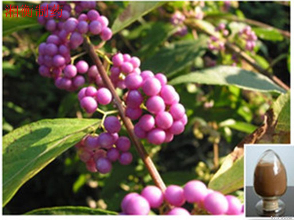 Callicarpa Kwangtungensis Dry Extract