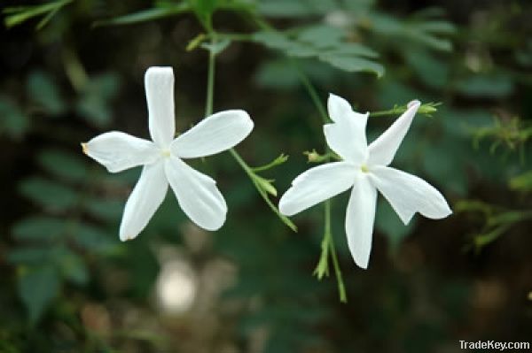 Tunisian Jasmine