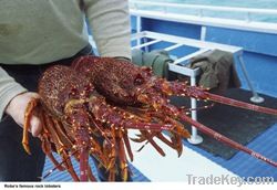 Fresh Delicious Lobster