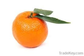 mandarin clementines