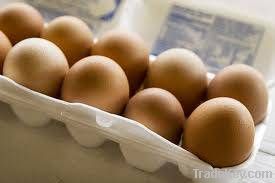 fresh eggs