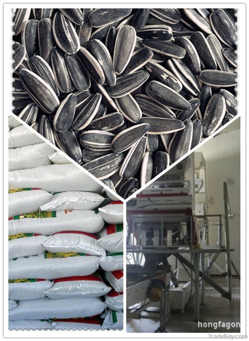 sunflower seeds 5009